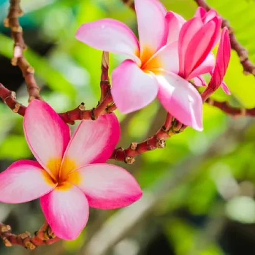 a-botanica-parte-biologia-responsavel-pelo-estudo-das-plantas-540b14e5e6203